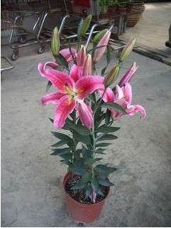 百合花(huā)