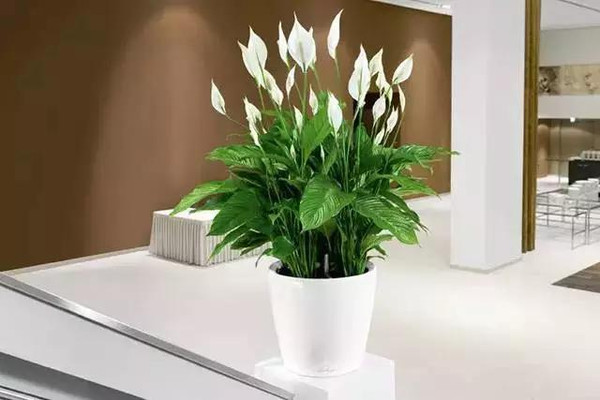 白(bái)掌|北(běi)部轉業(yè)園植物(wù)租賃