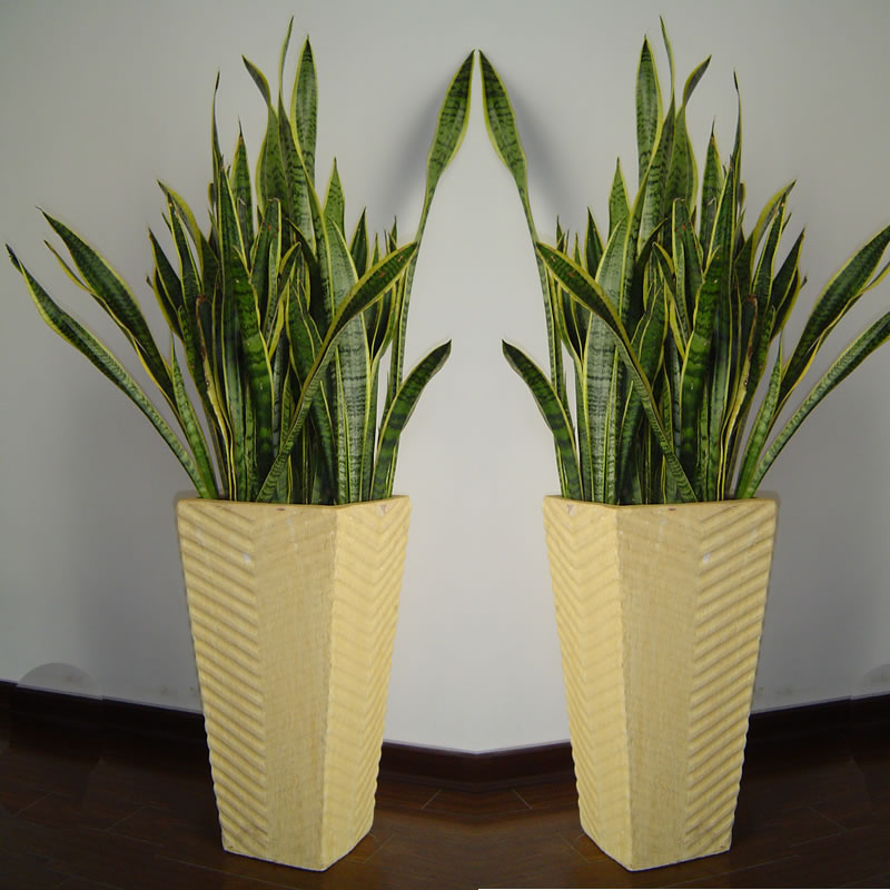虎皮蘭|蕭山(shān)濱江植物(wù)租賃