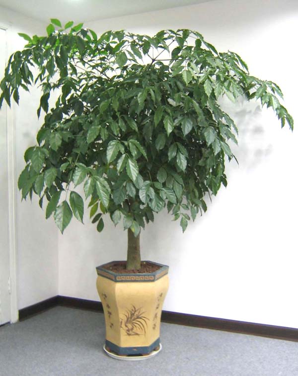 單杆幸福樹(shù)