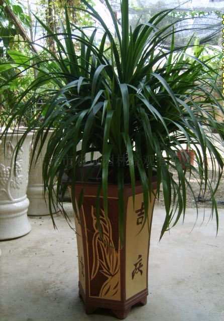 龍須樹(shù)|植物(wù)出租