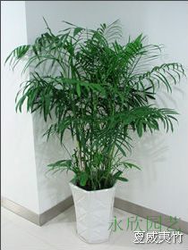 夏威夷竹|北(běi)部轉葉園植物(wù)租賃