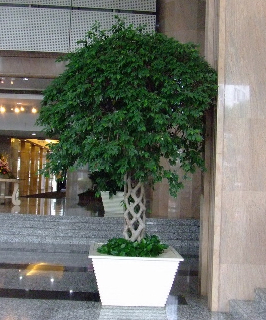 榕樹(shù)籠|杭州植物(wù)租賃