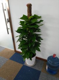 大(dà)綠(lǜ)蘿|濱江植物(wù)租賃.