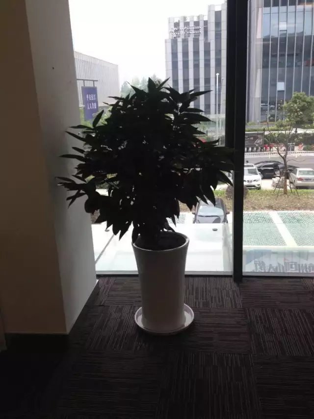 平安樹(shù)|蕭山(shān)植物(wù)租賃